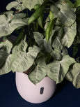 Syngonium podophyllum ‘Moonshine’