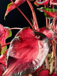 Caladium ‘Red Ruffles’