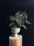 Anthurium crystallinum
