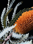 Banksia