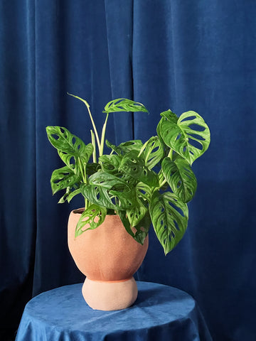 Monstera adansonii