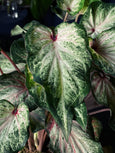 Caladium ‘White Butterfly’