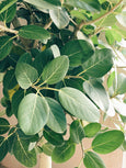 Ficus benghalensis 'Audrey' 🌳