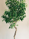 Ficus benjamina