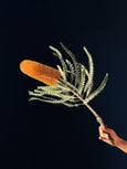Banksia