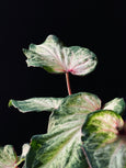 Caladium ‘White Butterfly’