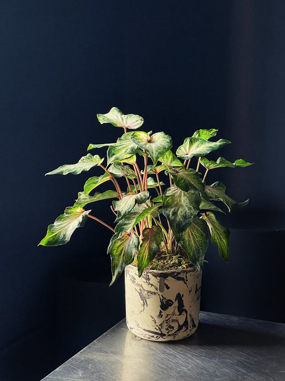 Caladium ‘White Butterfly’