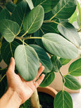 Ficus benghalensis 'Audrey' 🌳