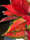 Aglaonema 'Cherry Baby"