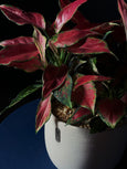 Aglaonema 'Creta'