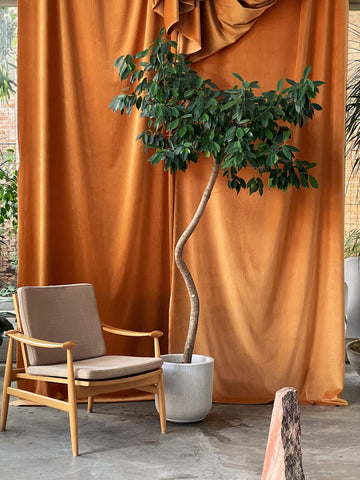 Ficus benjamina