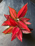 Aglaonema 'Cherry Baby"
