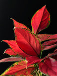 Aglaonema 'Cherry Baby"