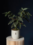 Begonia maculata