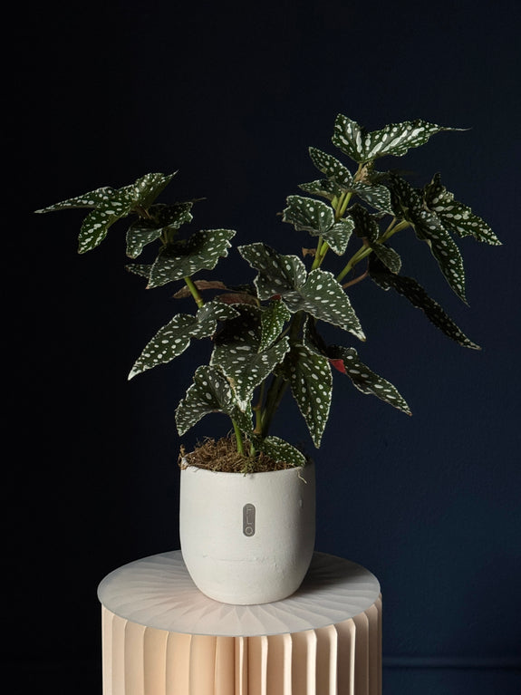 Begonia maculata