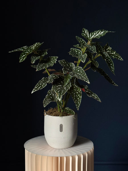 Begonia maculata
