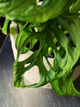 Monstera adansonii