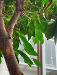 Ficus benjamina