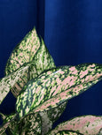 Aglaonema 'Wishes'