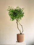 Ficus benjamina