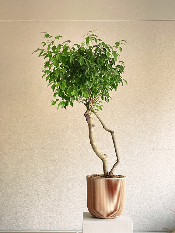 Ficus benjamina