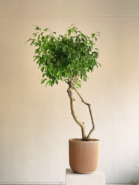 Ficus benjamina