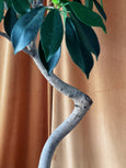Ficus benjamina