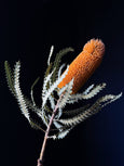 Banksia