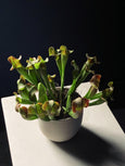 Sarracenia