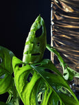 Monstera adansonii