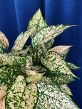 Aglaonema 'Wishes'