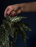 Begonia maculata