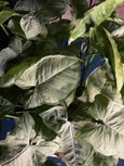 Syngonium podophyllum ‘Moonshine’