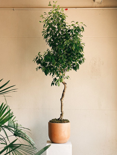 Ficus benjamina