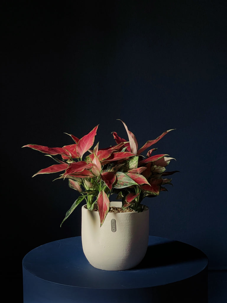 Aglaonema 'Creta'