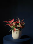 Aglaonema 'Creta'