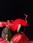 Anthurium scherzerianum christine