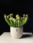Sarracenia