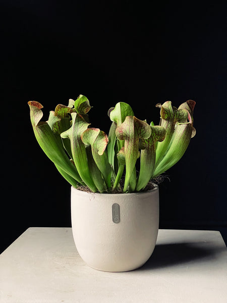 Sarracenia