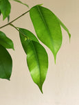Ficus benjamina