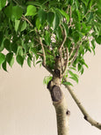 Ficus benjamina