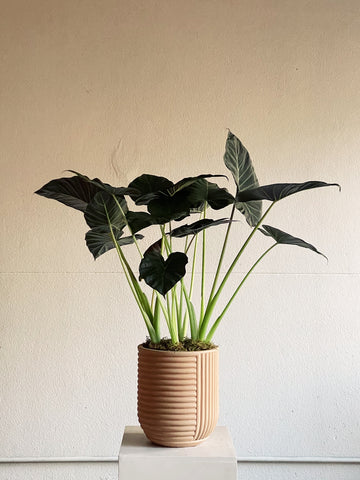 Alocasia 'Regal Shields'