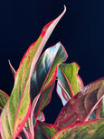 Aglaonema 'Creta'