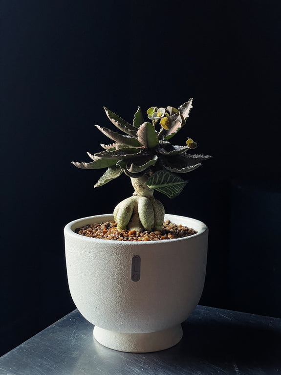 Euphorbia francoisii