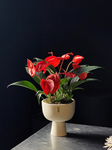 Anthurium scherzerianum christine