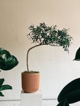 Ficus microcarpa