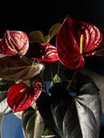 Anthurium andreanum
