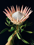 Protea cynaroides