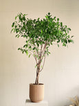 Ficus benjamina