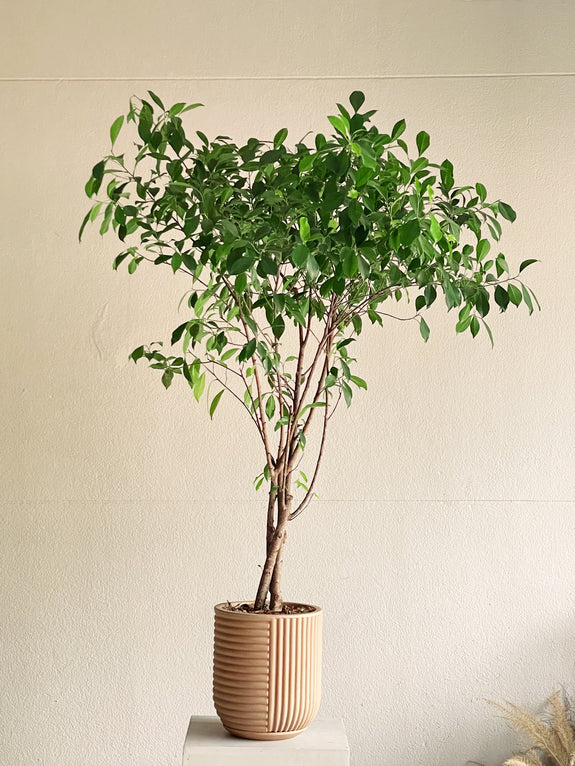 Ficus benjamina